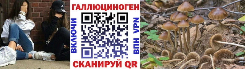 Галлюциногенные грибы Cubensis  Майкоп 